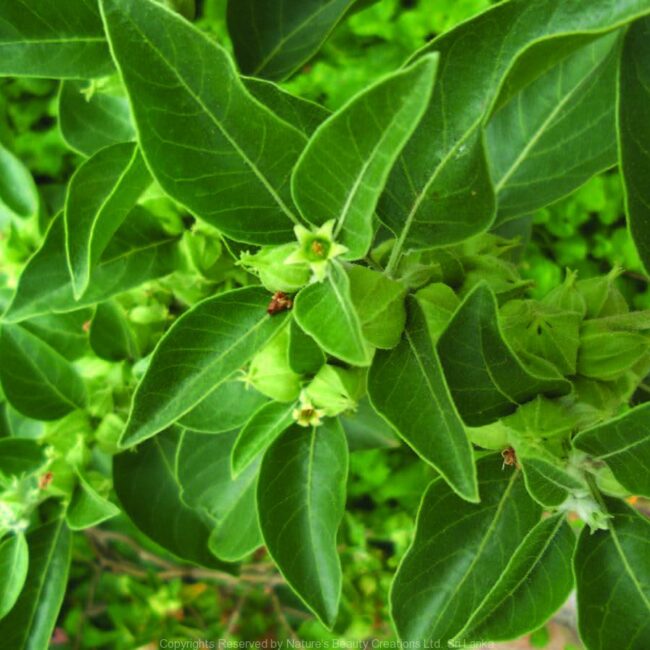 Amukkara herbal medicine – Ashwagandha leaves used in traditional Ayurvedic and Sri Lankan herbal medicine