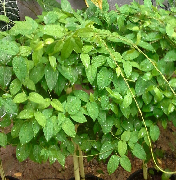 Herbal Medicine – Masbadda, an Ayurvedic herb used for stress relief and boosting energy.