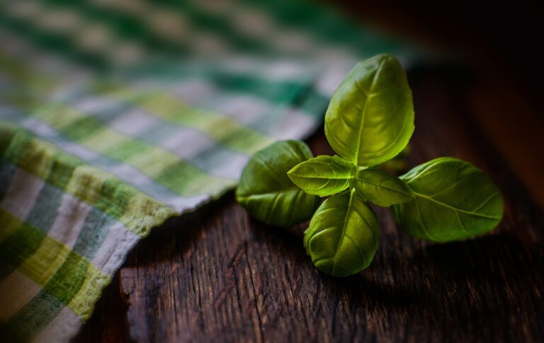 Fresh basil herb used in herbal medicine treatments