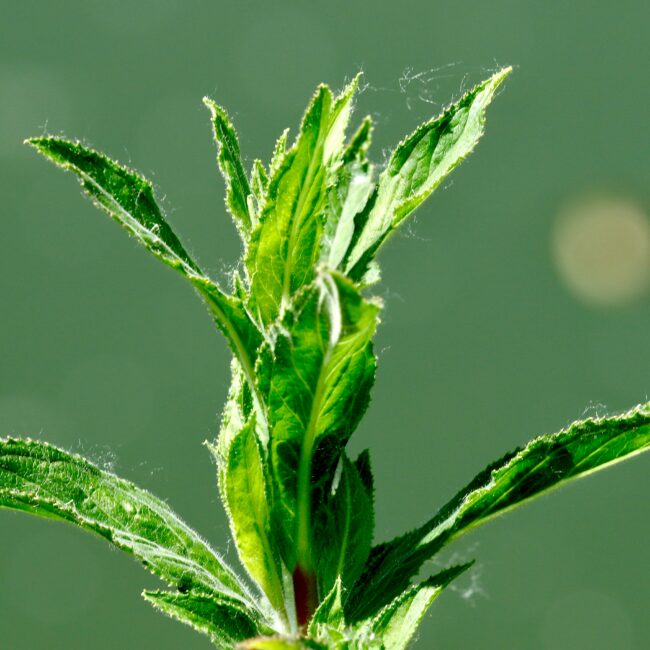 This is a herbal medicine that uses to make mind relaxing medicine