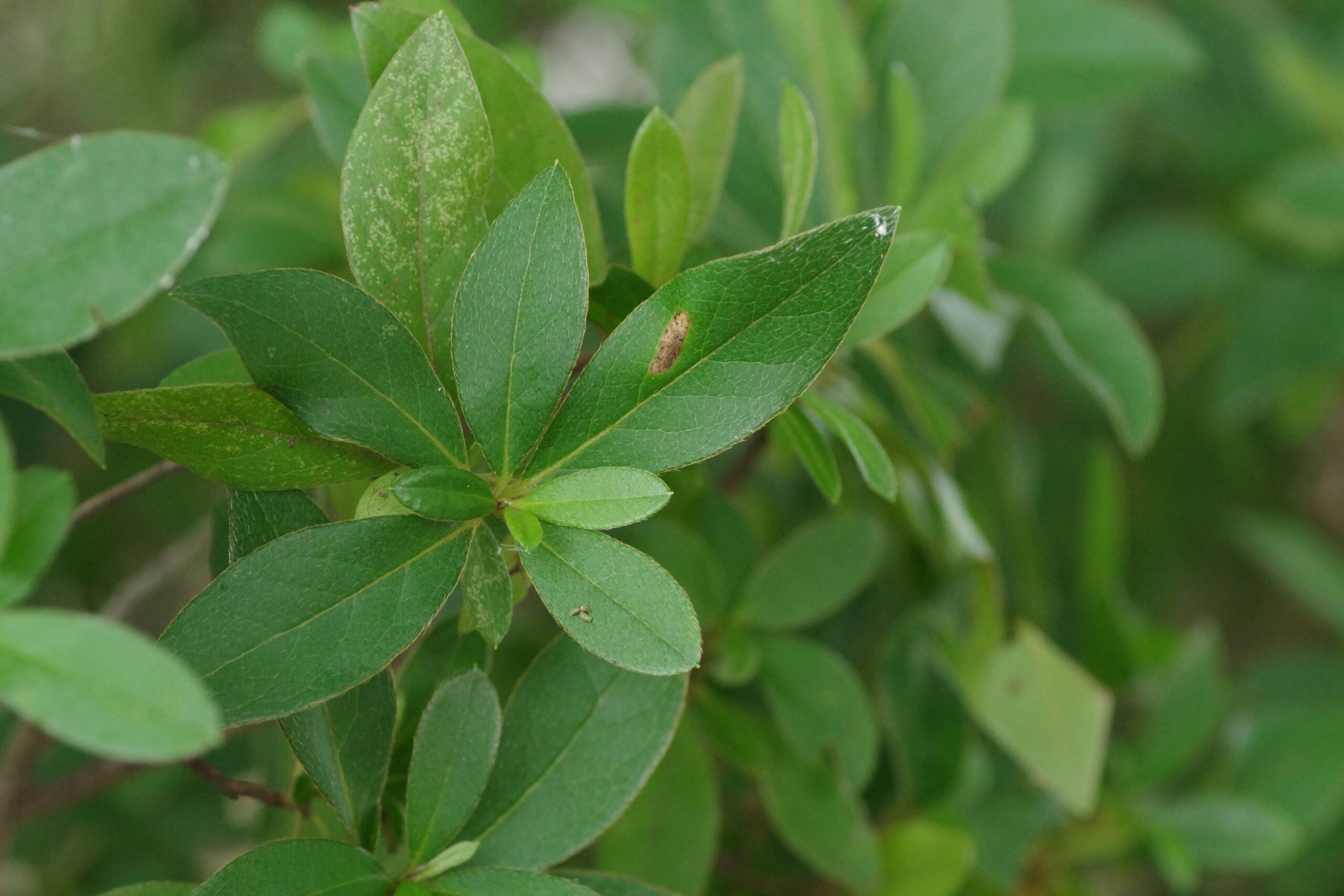 Herbal Medicine- Amukkara