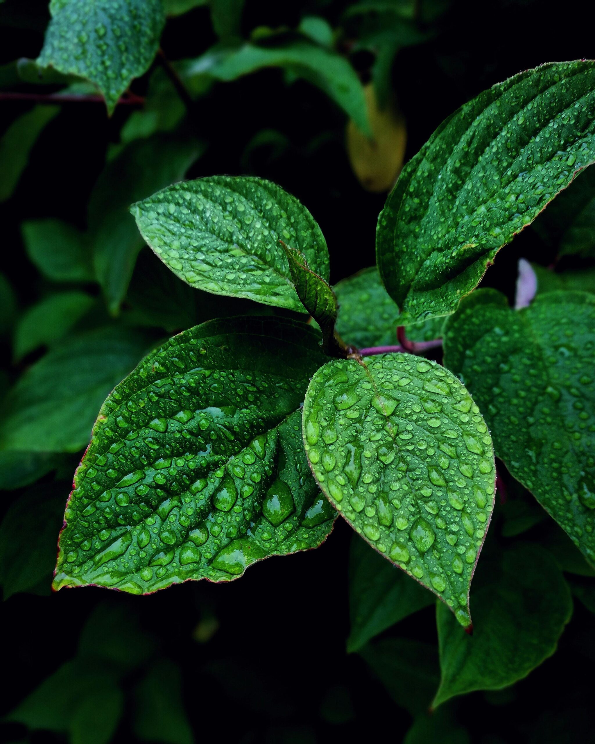 herbal medicine at CDAZZ Herbal for wellnes