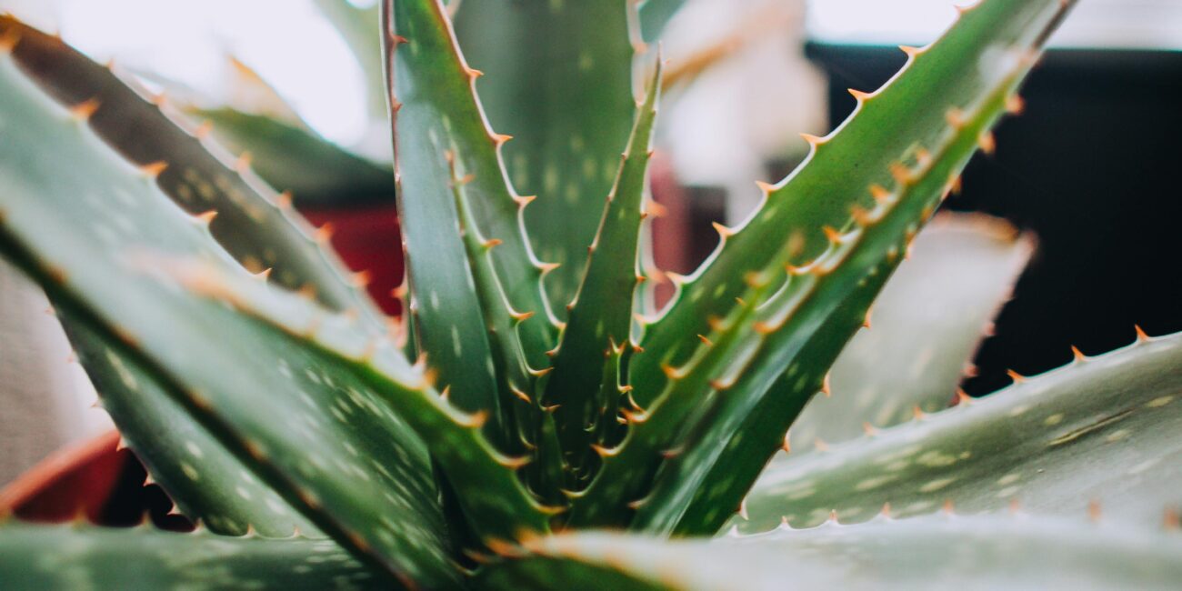 Herbal Medicine Aloe Vera